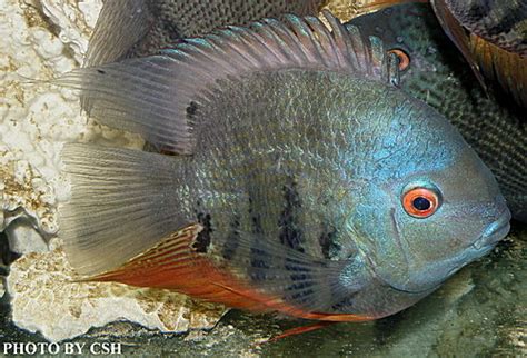 菠蘿魚品種|市售菠蘿魚系列圖鑑(Heros Severus/Severum Cichlid series。